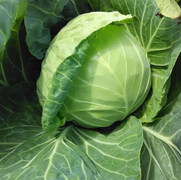 Капуста Нозом F1 (Семена) Sakata - 1000 шт