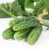Огірок Циркон F1 (Насіння) Nunhems - 1 000 шт