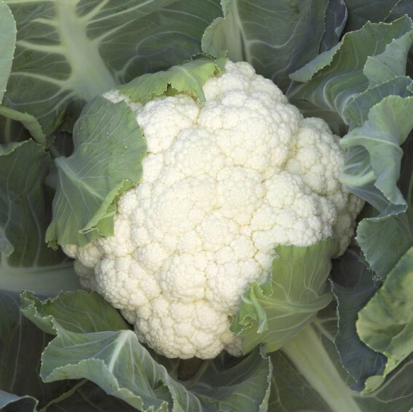 Капуста цвітна Опал (Насіння) Rijk Zwaan - 2500 шт