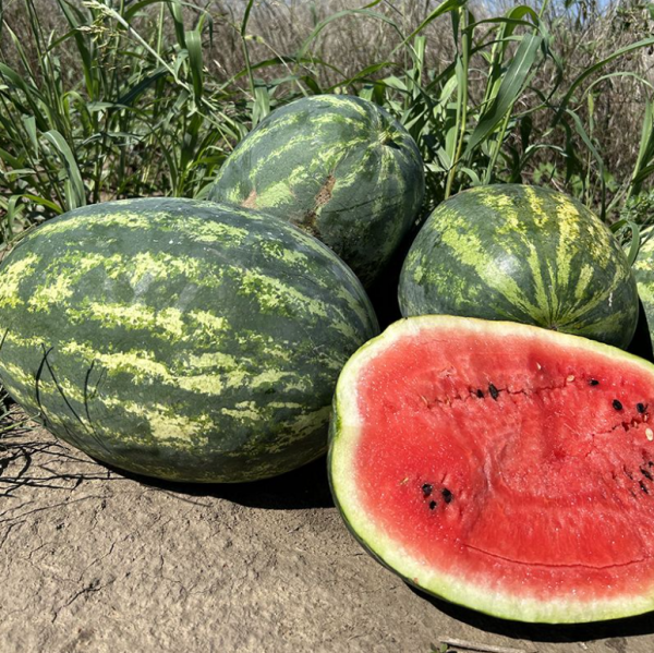 Арбуз Паладин F1 (Семена) Sakata - 1000 шт