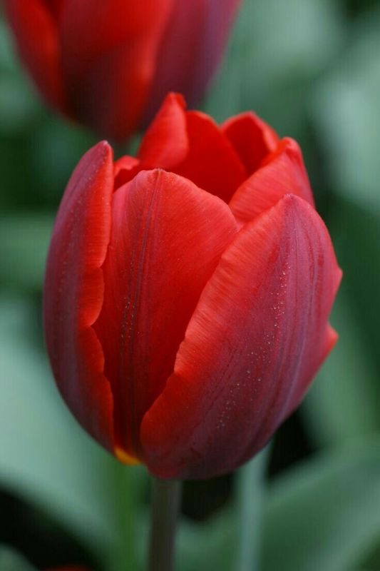 Бокс тюльпанів 72131 Holland Bulb Market - 300 цибулин