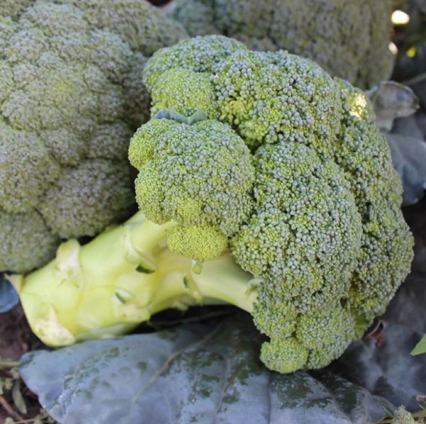 Капуста брокколи Партенон F1 (Семена) Sakata - 1000 шт