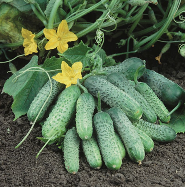Огірок Пасамонте F1 (Насіння) Syngenta - 500 шт