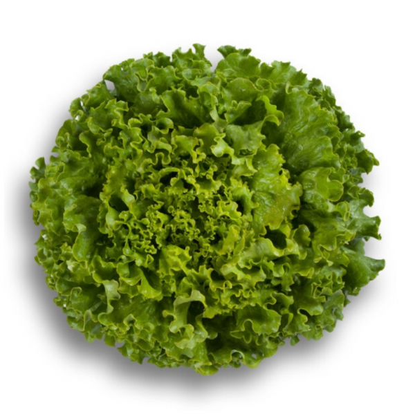 Салат Патішн (Насіння) Rijk Zwaan - 1000 драже