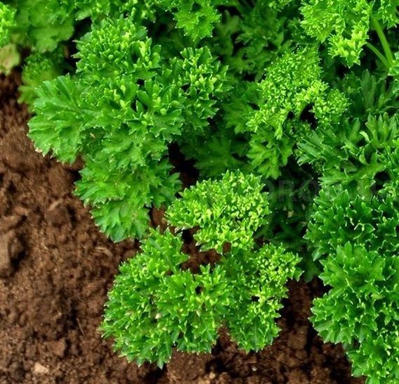 Петрушка Петра (Насіння) Bejo Zaden - 500 гр