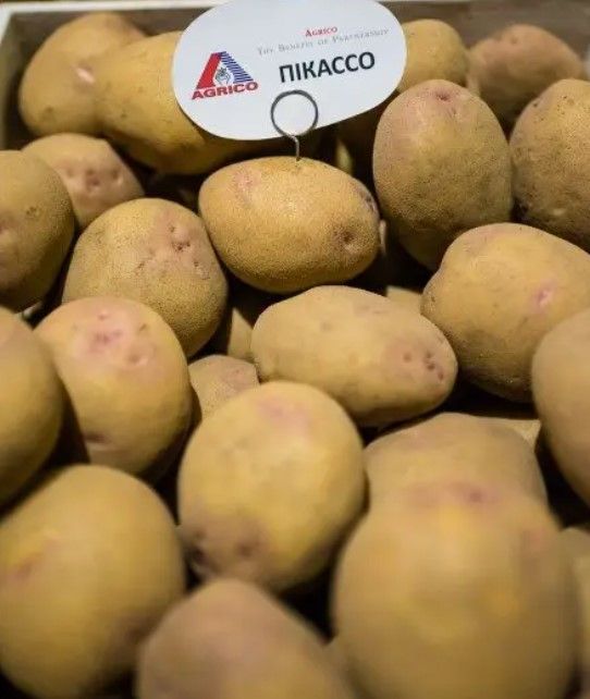 Картопля Пікассо Agrico - 20 кг