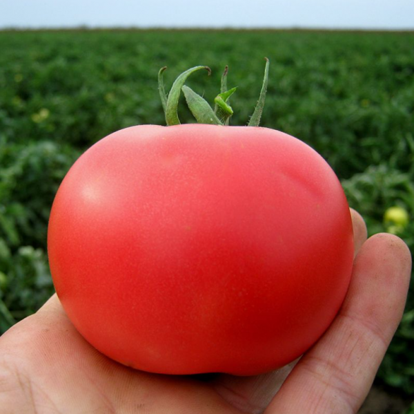 Томат Пінк Буш F1 (Насіння) Sakata - 100 шт