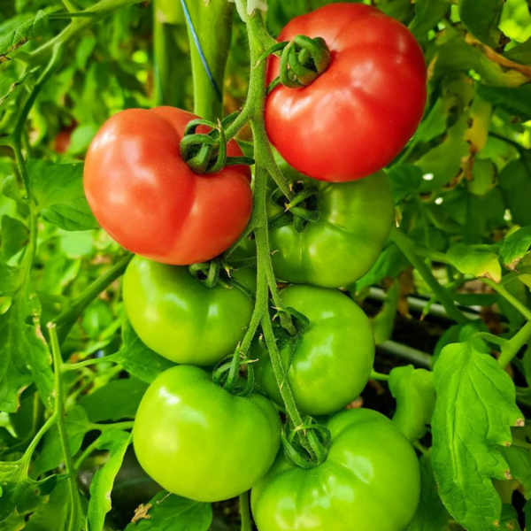 Томат Пінк Імпрешен F1 (Насіння) Sakata - 100 шт