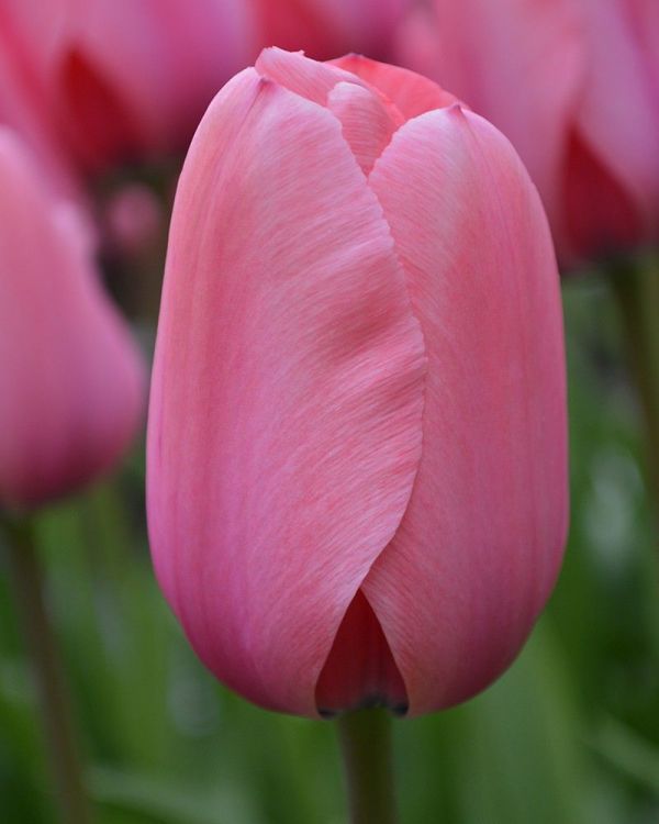 Бокс тюльпанів 72111 Holland Bulb Market - 400 цибулин