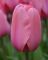 Бокс тюльпанів 72111 Holland Bulb Market - 400 цибулин
