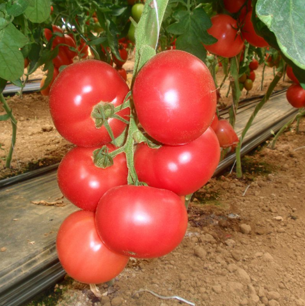 Томат Пінк Парадайз F1 (Насіння) Sakata - 100 шт