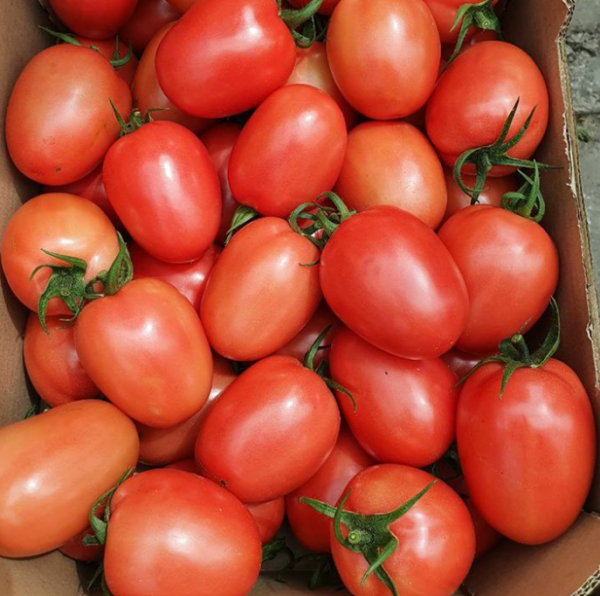 Томат Пінк Піонер F1 (Насіння) Sakata - 100 шт