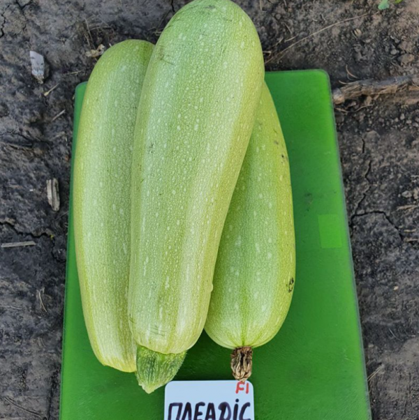 Кабачок Плеадис (Семена) Sakata - 1000 шт