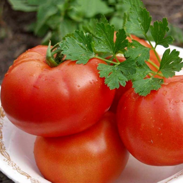 Томат Полбіг F1 (Насіння) Bejo Zaden - 1000 шт