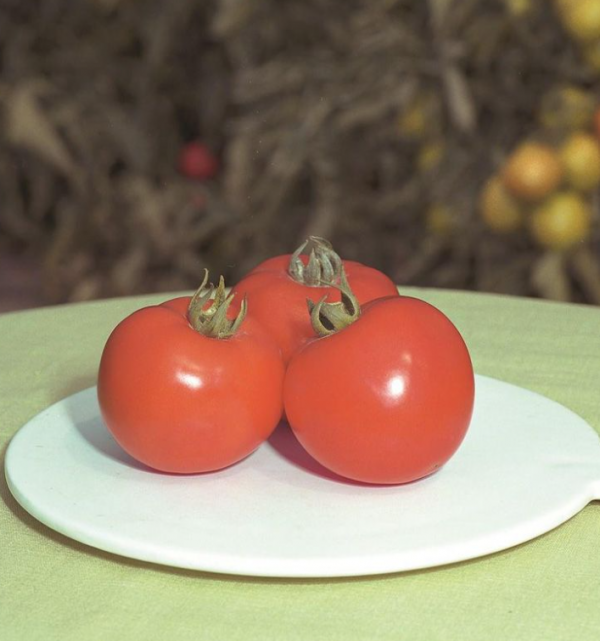 Томат Полфаст F1 (Насіння) Bejo Zaden - 1000 шт