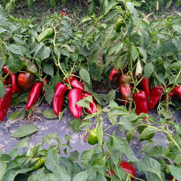 Перець Портека F1 (Насіння) Rijk Zwaan - 1000 шт