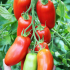 Томат Поззано F1 (Насіння) Enza Zaden - 250 шт Томат Поззано F1 (Насіння) Enza Zaden - 250 шт