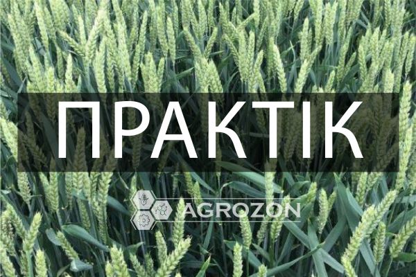 Озимая пшеница Практик RAGT - 1 т