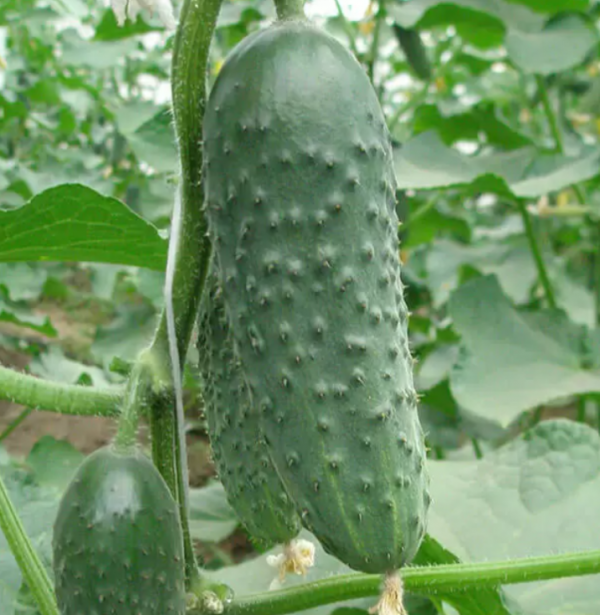 Огірок Престо F1 (Насіння) Rijk Zwaan - 1000 шт