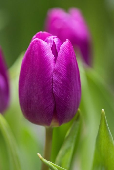 Бокс тюльпанів 72131 Holland Bulb Market - 300 цибулин