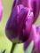 Бокс тюльпанів 72120 Holland Bulb Market - 300 цибулин