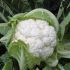 Капуста цветная Рауль F1 (Семена) Hazera - 2500 шт