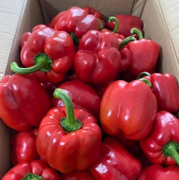 Перець Ред Джет F1 (Насіння) Rijk Zwaan - 100 шт