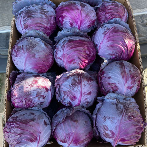 Капуста красноголовая Ред Джевел F1 (Семена) Sakata - 1000 шт