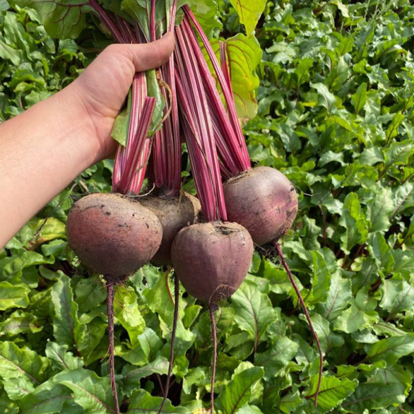 Буряк столовий Ред Хавк F1 (Насіння) Sakata - 5000 шт