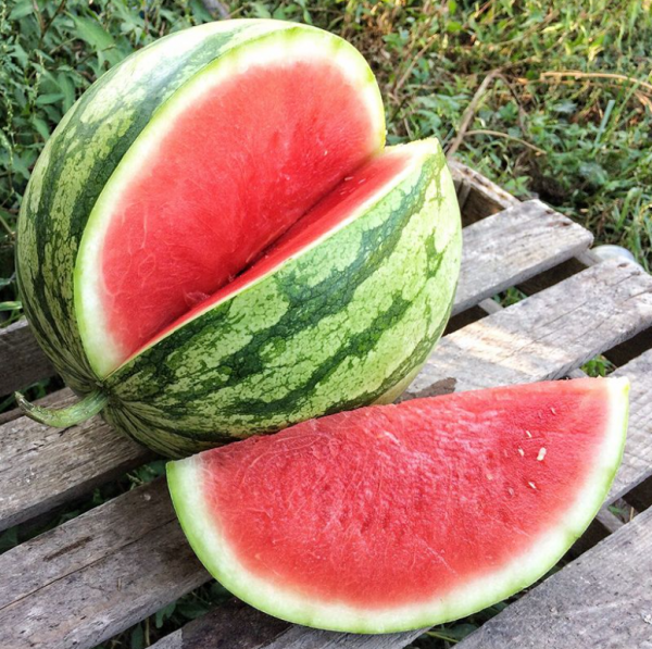 Арбуз Регус F1 (Семена) Sakata - 1000 шт