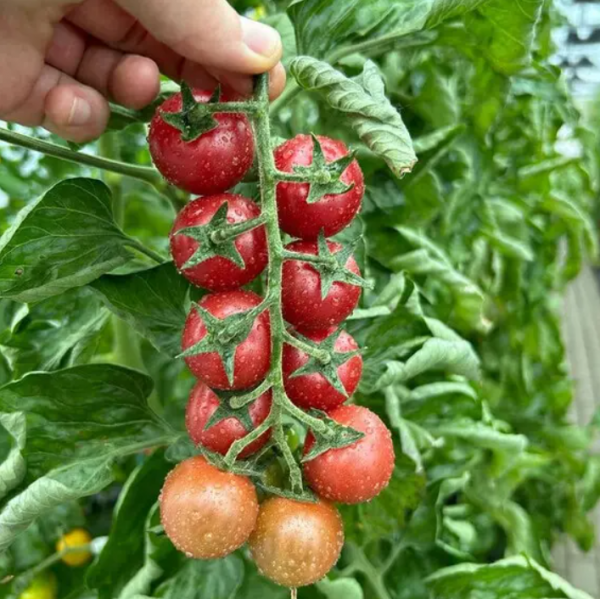 Томат Ріанна F1 (Насіння) Sakata - 250  шт