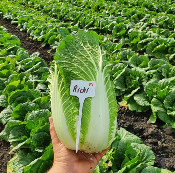 Капуста пекінська Річі F1 (Насіння) Sakata - 1000 шт