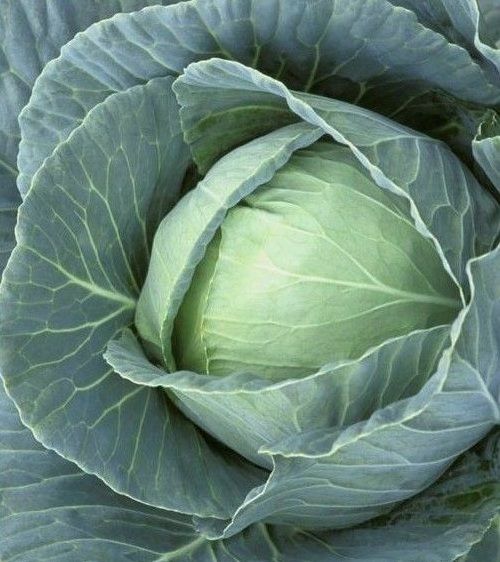 Капуста Рінгтон F1 (Насіння) Rijk Zwaan - 2500 шт