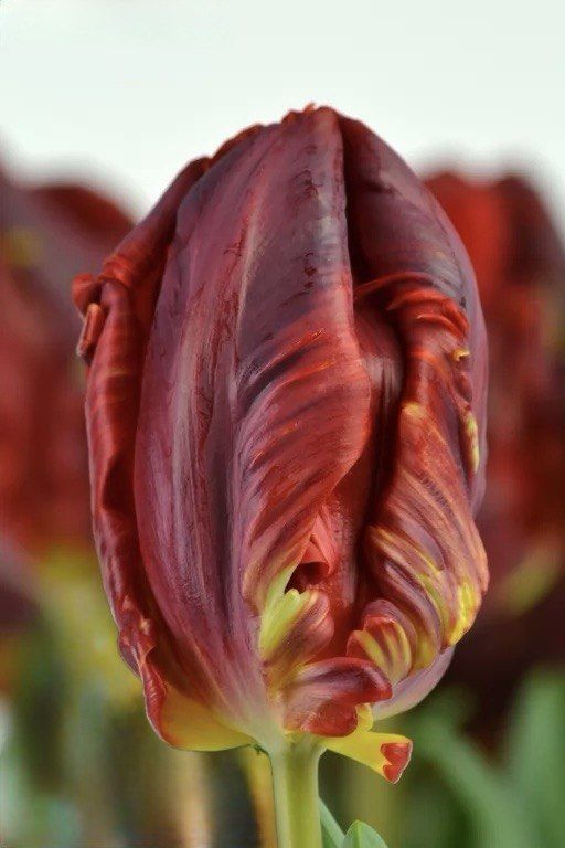 Бокс тюльпанів 72035 Holland Bulb Market - 400 цибулин