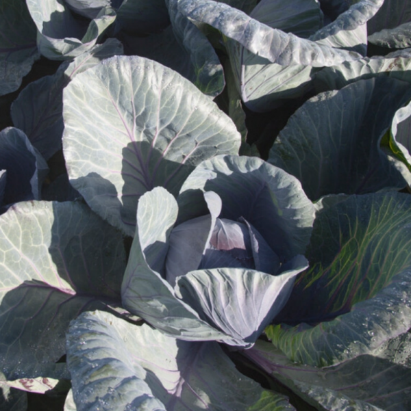 Капуста червоноголова Родіма F1 калібр. (Насіння) Rijk Zwaan - 2500 шт