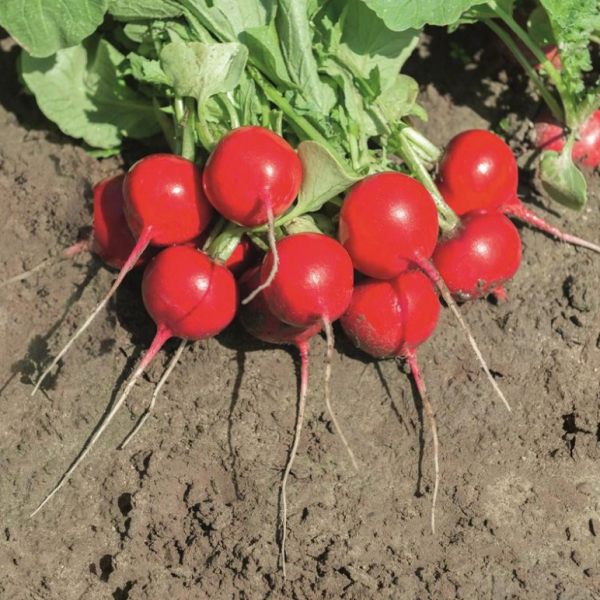 Редиска Роксан F1 (2,75-3,0) (Насіння) Bejo Zaden - 50 000 шт