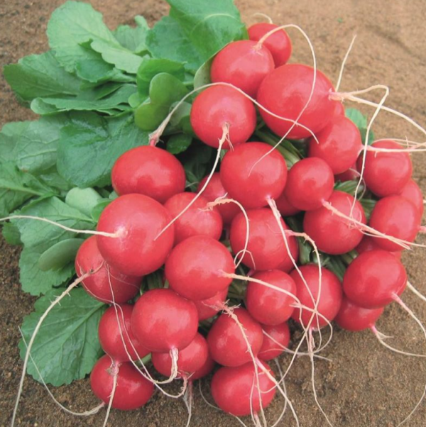 Редиска Ролекс F1 (2,75-3,0) (Насіння) Bejo Zaden - 50 000 шт