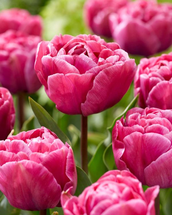 Бокс тюльпанів 72026 Holland Bulb Market - 400 цибулин