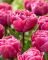 Бокс тюльпанів 72026 Holland Bulb Market - 400 цибулин
