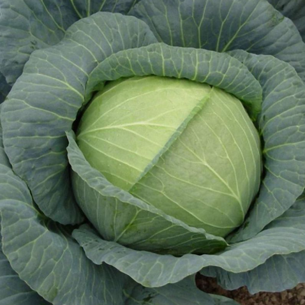 Капуста Роял Вантаж F1 (Семена) Sakata - 1000 шт