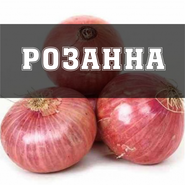 Лук Розанна TOP - 10 кг