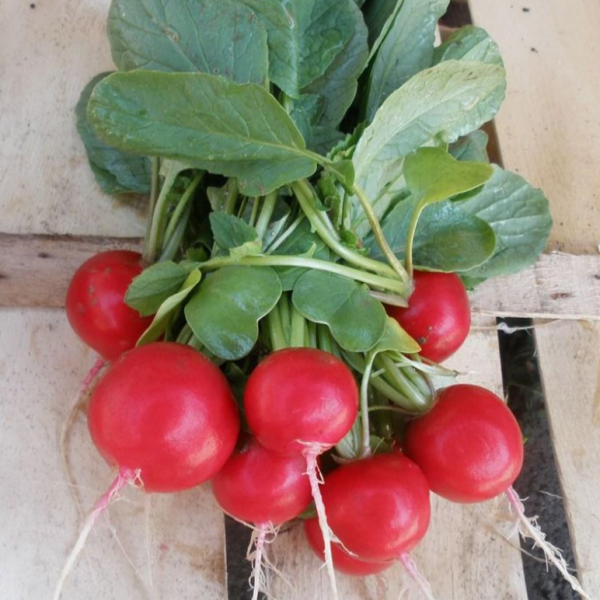 Редиска Розетта F1 (фр. 2,5-2,75) (Насіння) Bejo Zaden - 50 000 шт