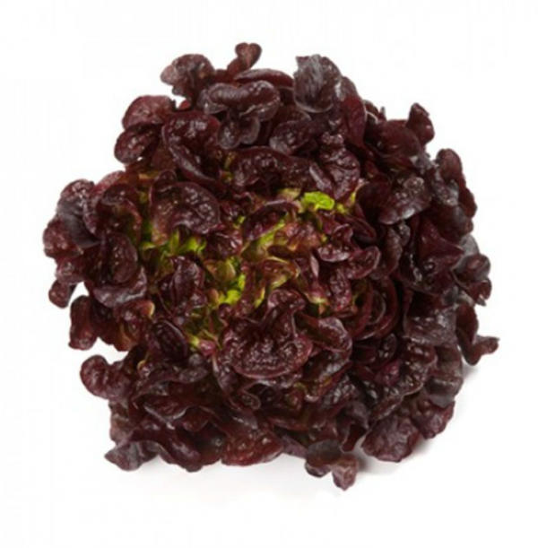 Салат Руксай (Насіння) Rijk Zwaan - 5000 драже