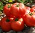 Томат Садин F1 (Семена) Enza Zaden - 500 шт