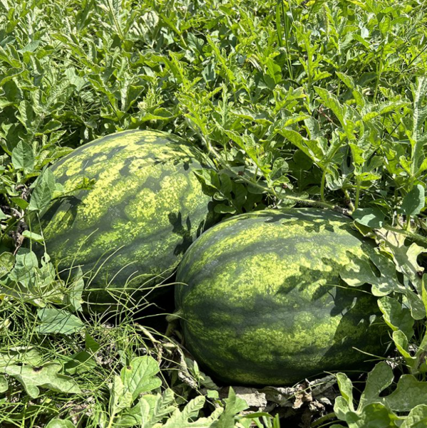 Кавун Сенсей (Насіння) Sakata - 100 шт