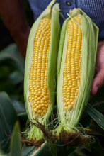 Кукурудза Шайнрок F1 (Насіння) Syngenta - 100 000 шт