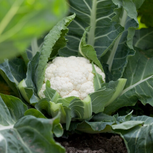 Капуста цвітна Шамборд F1 (Насіння) Rijk Zwaan - 1000 шт