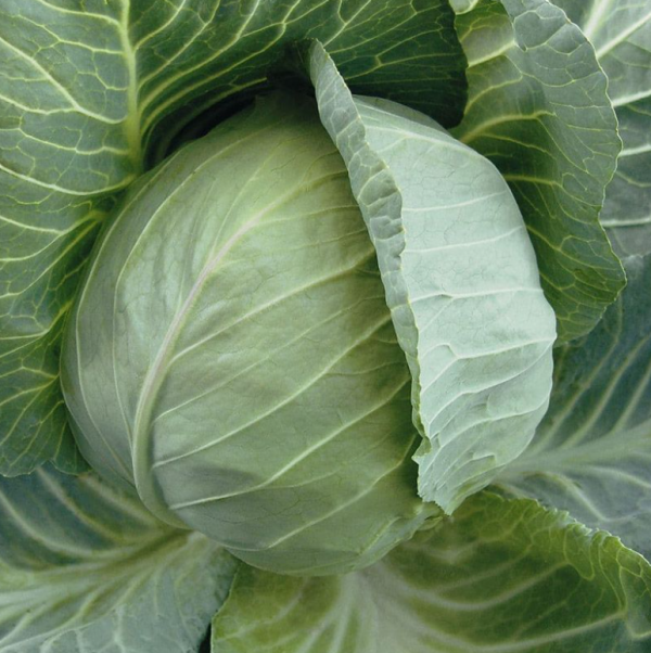 Капуста Шармант (Насіння) Sakata - 1000 шт