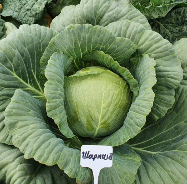 Капуста Шармант (Семена) Sakata - 1000 шт