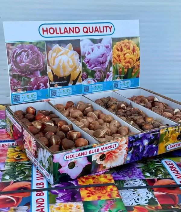 Бокс тюльпанів 72026 Holland Bulb Market - 400 цибулин